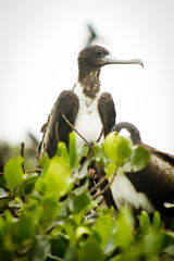 Puerto Pizarro Mangroves