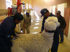 Alpaca Shearing