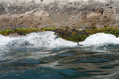 Humboldt penguins