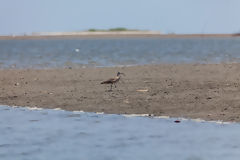 Whimbrel in the Mangroves of Tumbes