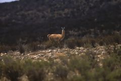 Calipuy National Reserve