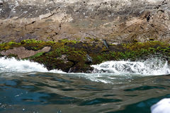 Humboldt penguins