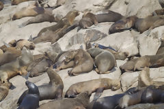 Sea Lions on Asia Island