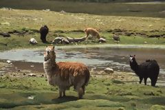 Alpacas