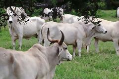 Zebu Cattle