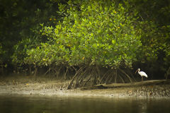 Puerto Pizarro Mangroves