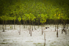 Puerto Pizarro Mangroves