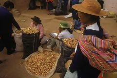 Maca Vendors, Junn