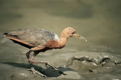 Rufous-Necked Wood-Rail