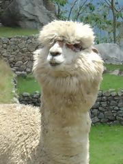 Alpaca