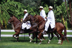 Paso Horses in Motupe