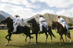 Peruvian Paso horse