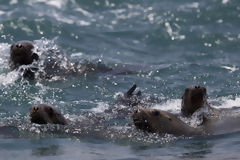 Sea Lions on Asia Island