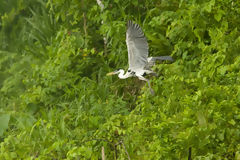 Cuca or Ash-colored Heron