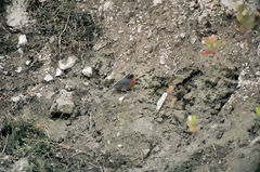 Rufous-Breasted Warbling Finch