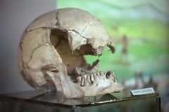 Lauricocha Skull