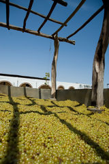 Harvest in Azpitia