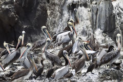 Pelicans on Asia Island