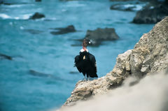 Andean Condor in San Fernando Bay