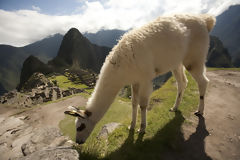 Citadel of Machu Picchu