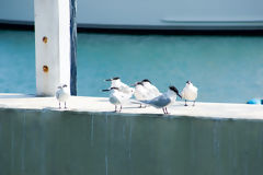 Sandwich Terns in Callao