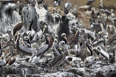 Pelicans on Asia Island