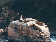 Ballestas Islands, Paracas