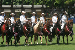 Peruvian Paso Horse Show