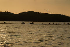 Tumbes Mangroves