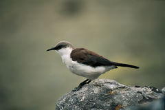 White-bellied Dipper