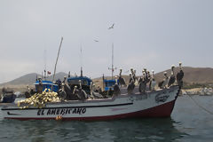 Fishing Boats at the Pucusana Resort