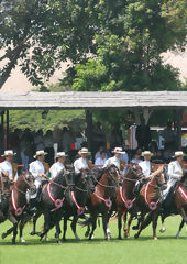 Peruvian Paso Horse Show