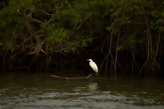 Great Egret in the Tumbes Mangroves