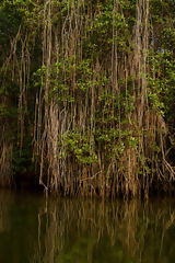 Tumbes Mangroves