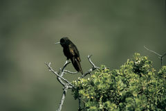 Black Hummingbird