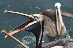 Pelicans at Pucusana