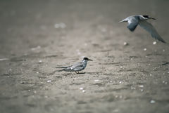 Peruvian Terns, Paracas