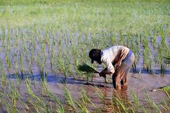 Culture of rice