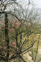 Guayacn Tree, Valley of La Leche