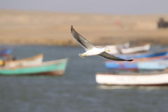 Seagull at Lagunillas Beach