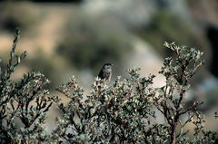 White-cheeked Cotinga