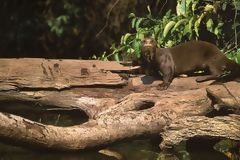 River Otter