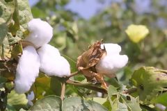 Cotton plantations, Chincha