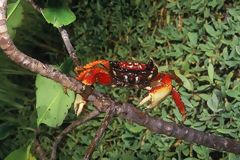 Crab from the National Mangroves Sanctuary