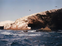 Ballestas Islands, Paracas