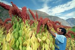 Kiwicha Cultivation in the Cotahuasi Canyon