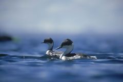 Diving Grebe, Junn