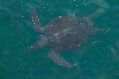 Sea Turtle at Los rganos Beach