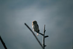 Peruvian Burrowing Owl or Paca Paca