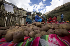 Potato Harvest